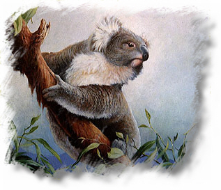 koala3.jpg (58517 bytes)